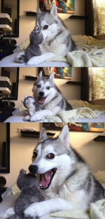 Perro Husky Meme Generator