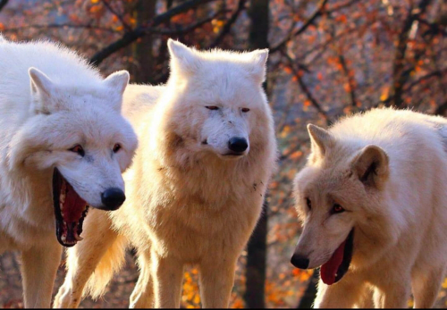 Lobos blancos riéndose